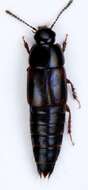 Image of Tachinus (Tachinus) lignorum (Linnaeus 1758)