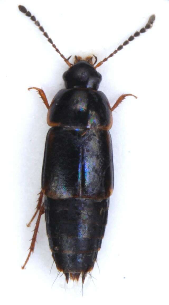 Plancia ëd Tachinus (Tachinus) marginellus (Fabricius 1781)