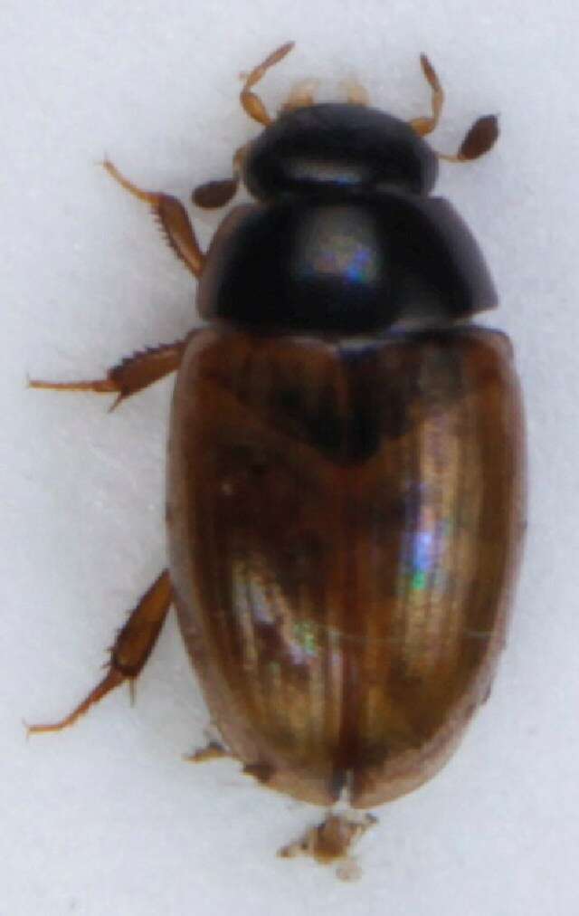 Image of Water scavenger beetle