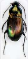Image of Adephaga