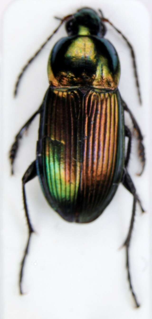 Image of Adephaga