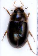 Sivun Enochrus (Lumetus) bicolor (Fabricius 1792) kuva