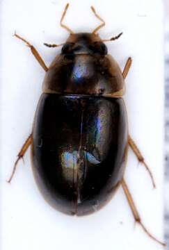 Image of Enochrus (Lumetus) bicolor (Fabricius 1792)