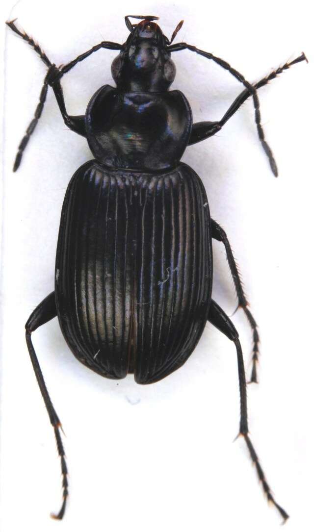 Image of Agonum emarginatum