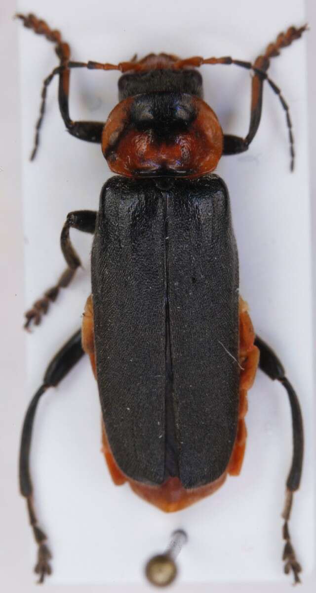 Imagem de <i>Cantharis fusca</i>