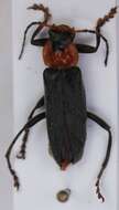 Imagem de <i>Cantharis fusca</i>