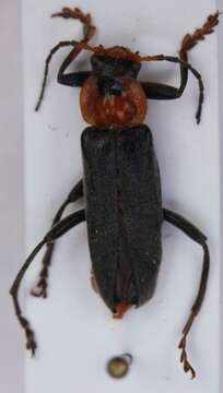 Image of <i>Cantharis fusca</i>