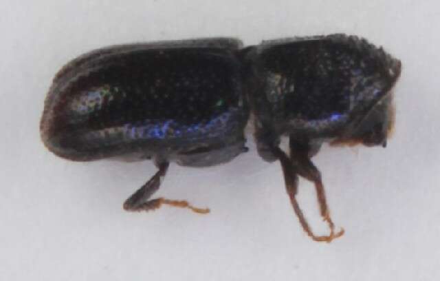 Image of Two-toothed pine beetle