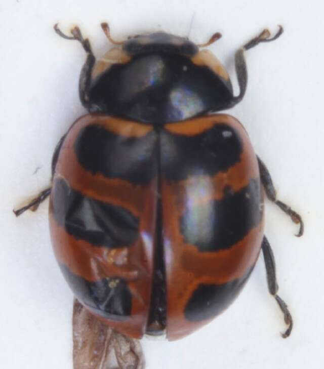 Image of Three-banded Lady Beetle