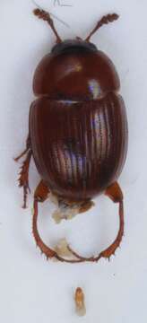 Image of Leiodes triepkei (Schmidt & W. L. E. 1841)