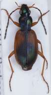 صورة Anchomenus (Anchomenus) dorsalis (Pontoppidan 1763)