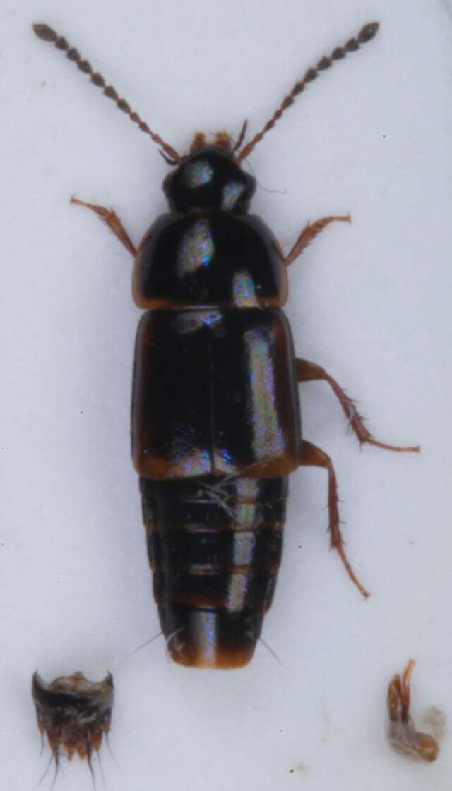 Plancia ëd Tachinus (Tachinus) marginellus (Fabricius 1781)