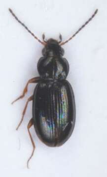 Plancia ëd Bembidion (Phyla) obtusum Audinet-Serville 1821