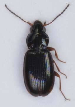 Plancia ëd Bembidion (Phyla) obtusum Audinet-Serville 1821