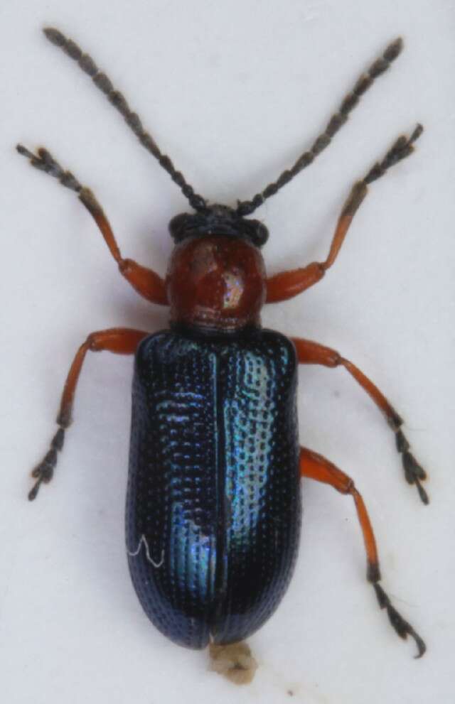 Image of Cereal leaf beetle