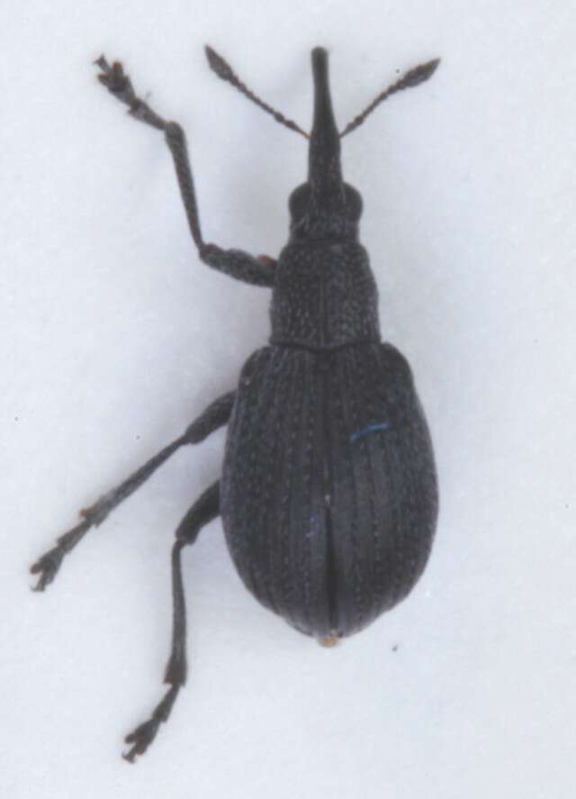 Image of <i>Oxystoma subulatum</i>