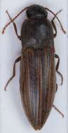 Imagem de Agriotes lineatus (Linnaeus)