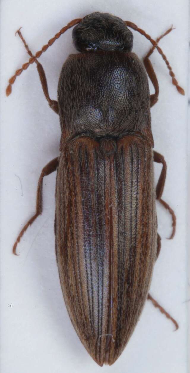 Image of Lined Click Beetle