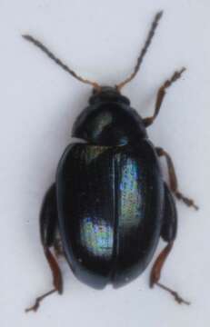 Image of <i>Psylliodes dulcamarae</i>