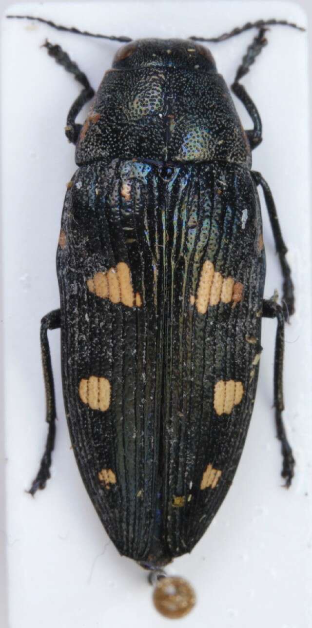 Imagem de Buprestis novemmaculata Linnaeus 1767