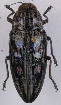 Image of Flatheaded Pine Borer