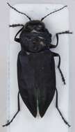 Image of Black Fire Beetle