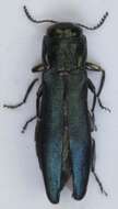 Image of European Oak Borer