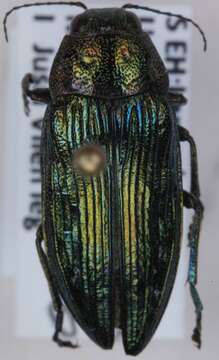 Image of Buprestis rustica Linnaeus 1758