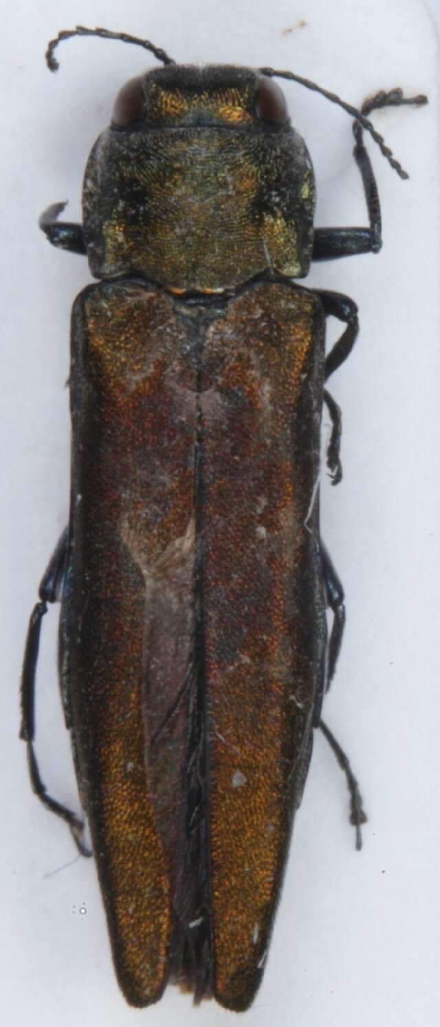 Image of Agrilus mendax Mannerheim 1837