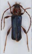 Image of Long-horned beetle