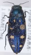 Imagem de Buprestis octoguttata Linnaeus 1758