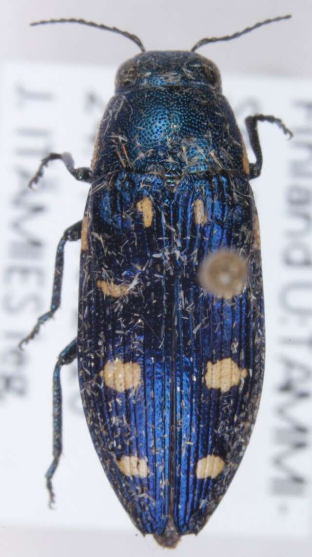 Imagem de Buprestis octoguttata Linnaeus 1758