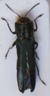 Image of European Oak Borer