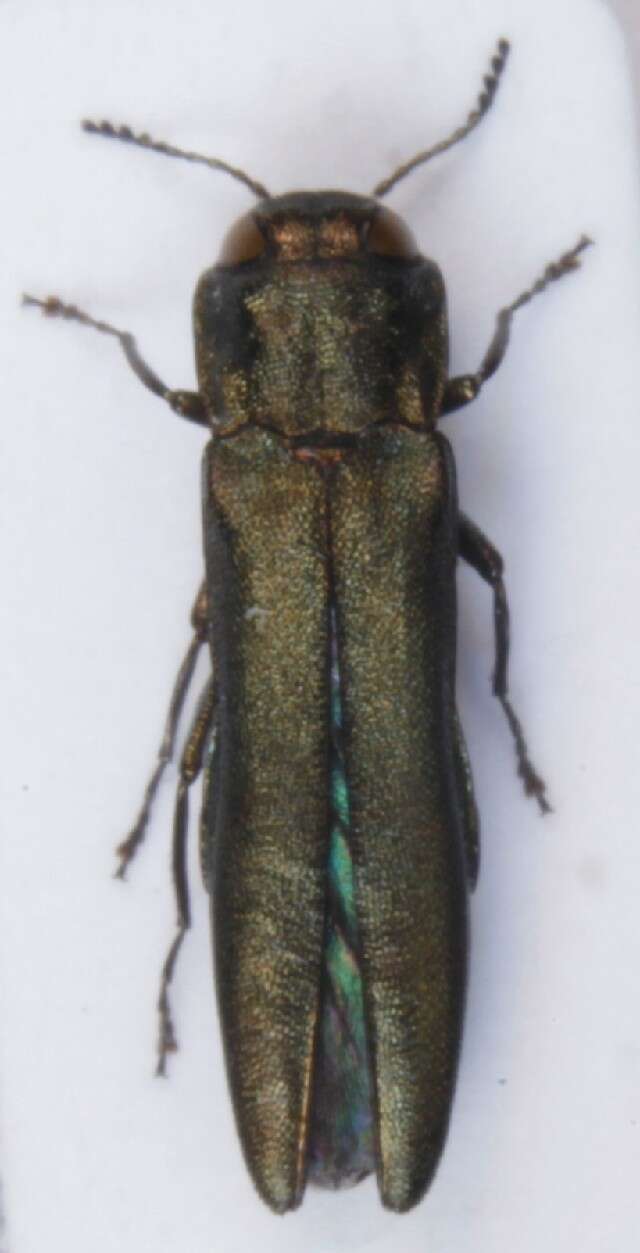 Image of European Oak Borer