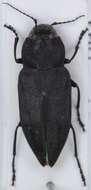 Image of Black Fire Beetle