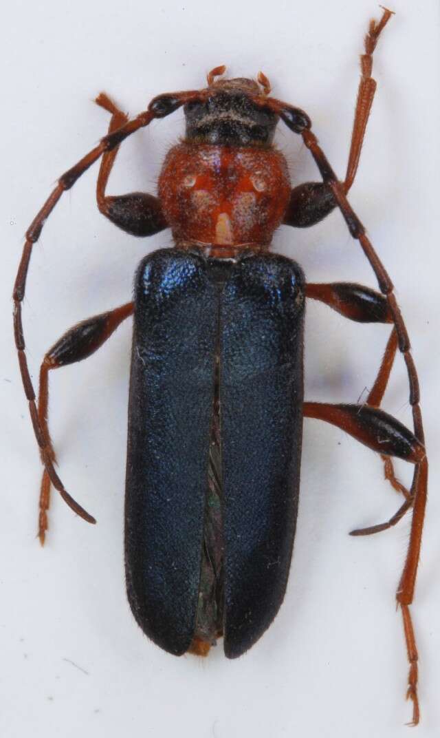 Image of Long-horned beetle