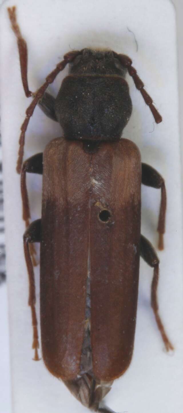 Image of Brown spruce longhorn beetle