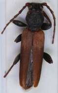 Image of Brown spruce longhorn beetle