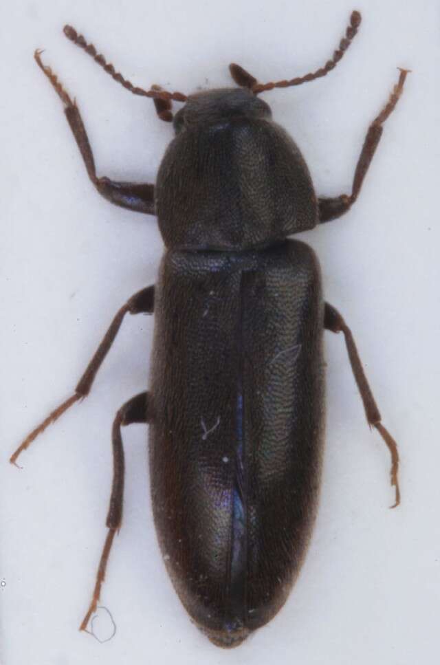 Image of <i>Xylita laevigata</i>