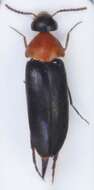 Image of <i>Mordellochroa abdominalis</i>
