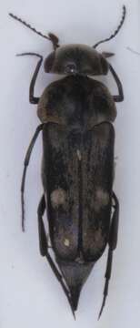 Plancia ëd <i>Tomoxia bucephala</i>