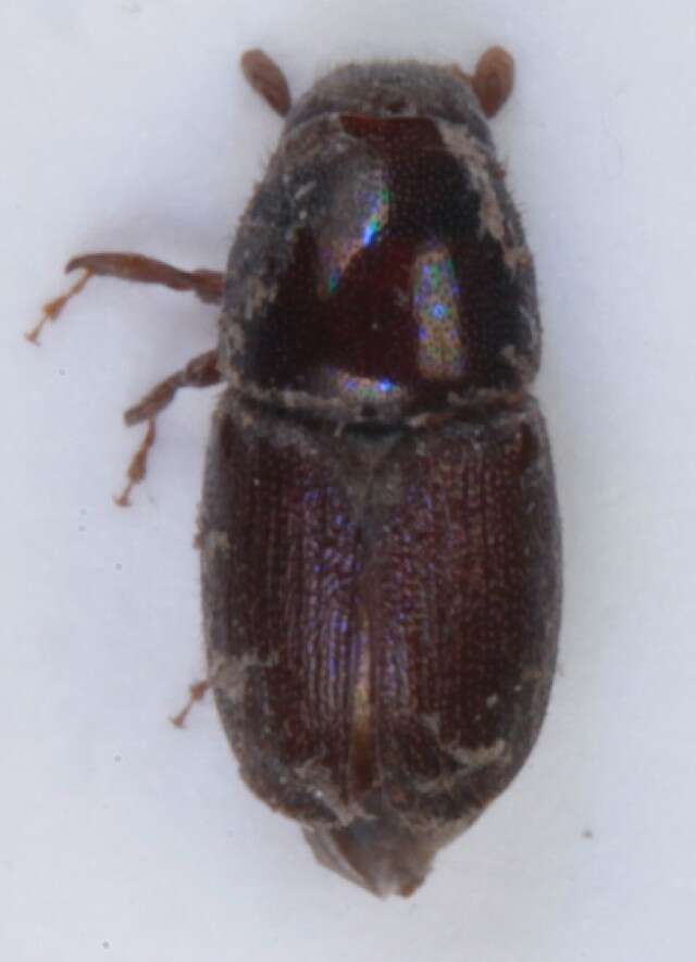 Image of oak bark beetle