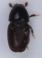 Image of oak bark beetle