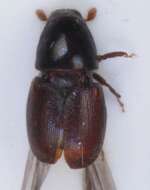 Image of oak bark beetle