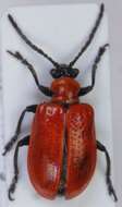 Image of Scarlet lily beetle