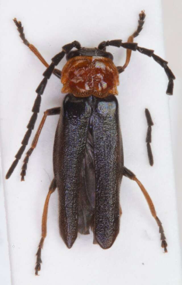 Image of Silis ruficollis