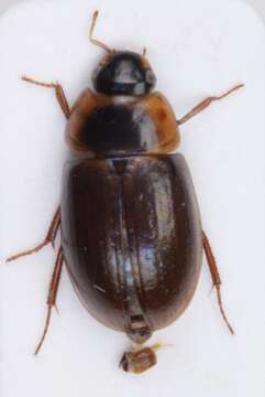 Image of Enochrus (Lumetus) fuscipennis (Thomson & C. G. 1884)