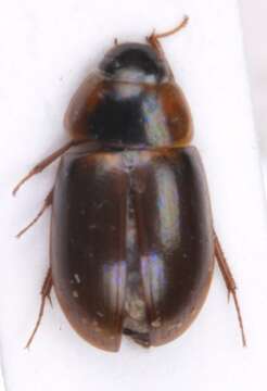 Слика од Enochrus (Lumetus) fuscipennis (Thomson & C. G. 1884)