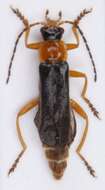 Image of <i>Cantharis nigra</i>