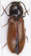 Image of <i>Hemicrepidius niger</i>